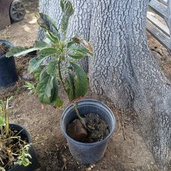 Vendo Esta Planta