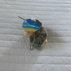 AQUARIUM DECOR NATURAL SHELL 3.85 oz Fish