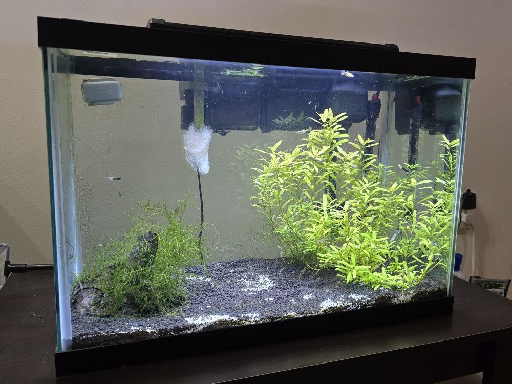 20 Gal Aquarium 