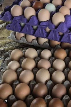Farm Fresh Organic Eggs