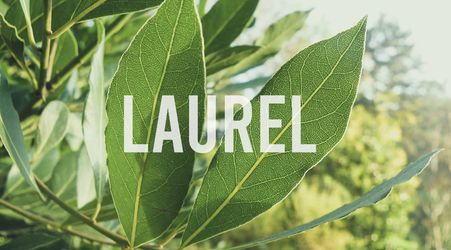 Bay leaf trees 🌳🌿