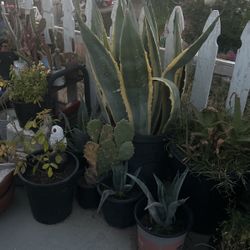 Plants Different Price