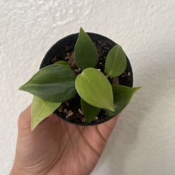 Heartleaf Philodendron 