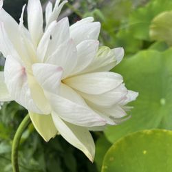 white lotus 