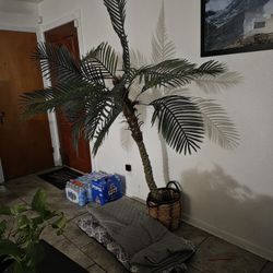 Palm Tree..fake