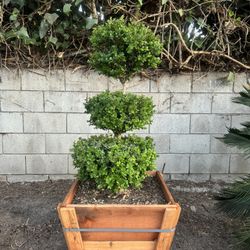 Boxwood triple ball topiary 