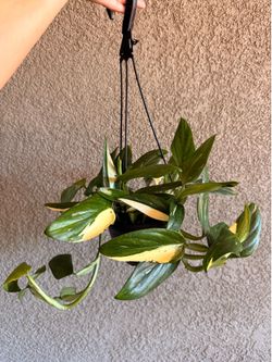 Monstera Cobra Plant - 6inch