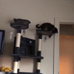 Ceiling To Floor Length Cat Tree 
