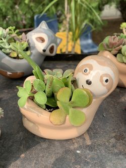 Animal plants