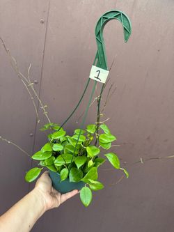 6” Hoya neocaledonica