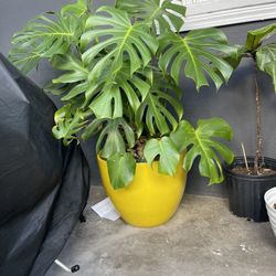 Large Monstera Plant