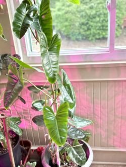 Philodendron Burl Marx Plant