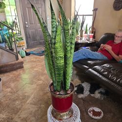 Over 3ft Tall Sansevieria Snake Plant In Ceramic Pot With Stones 