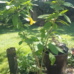 Yellow Angel's Trumpet