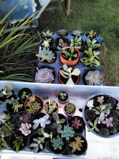 Various Suculants