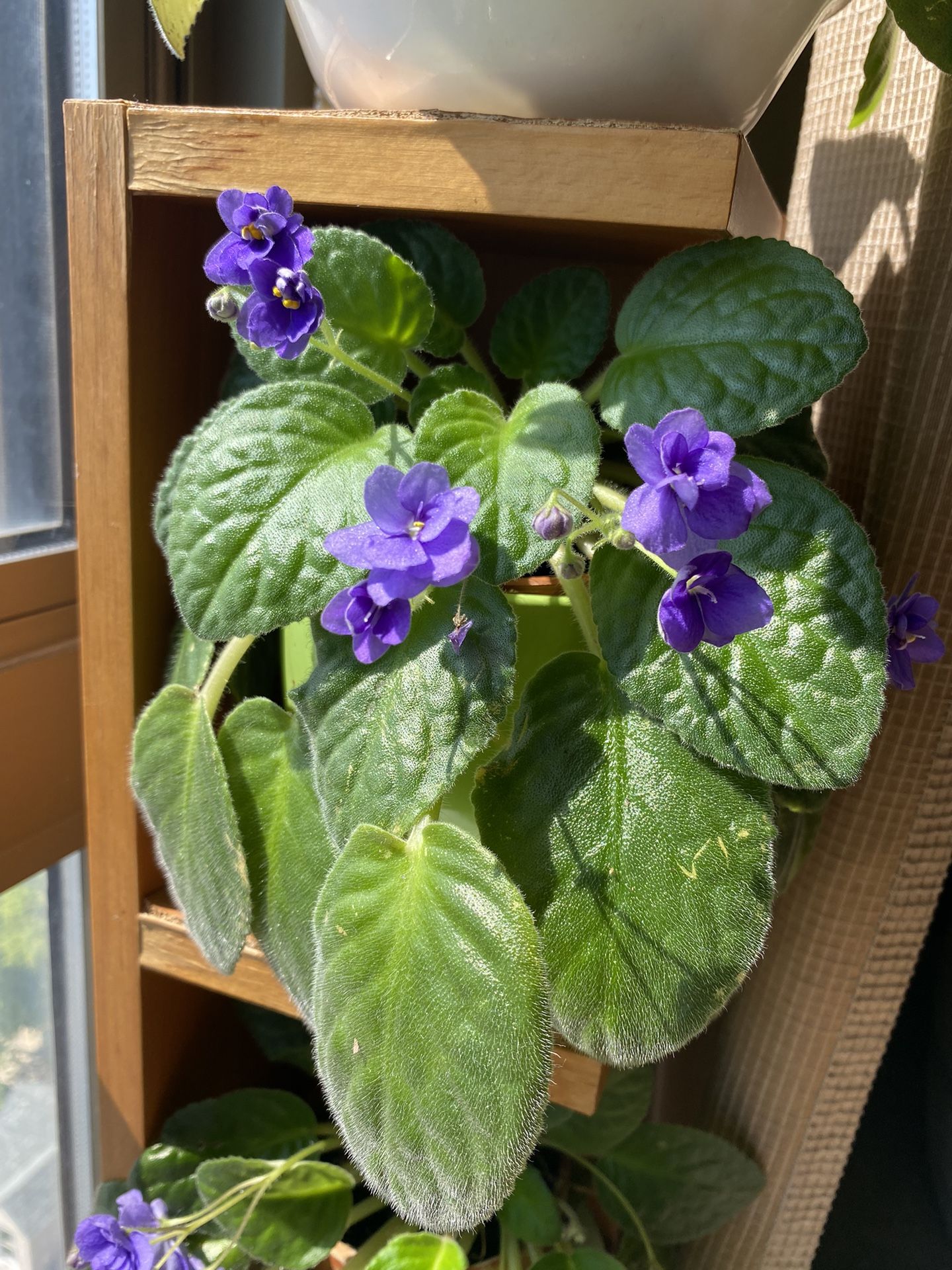 African Violets Live Plants Houseplants