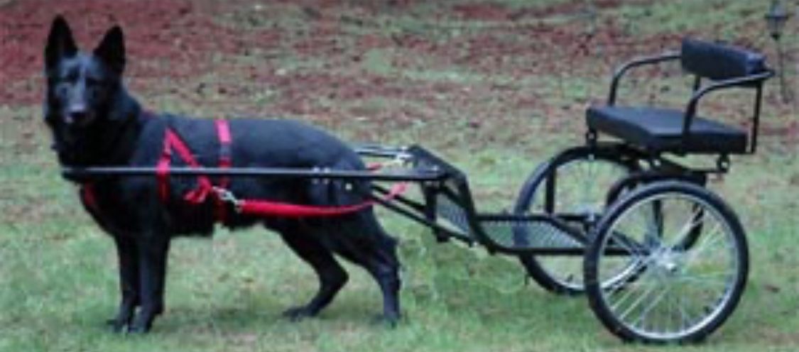Dog/goat cart. Great for any large dog to get proper exercise
