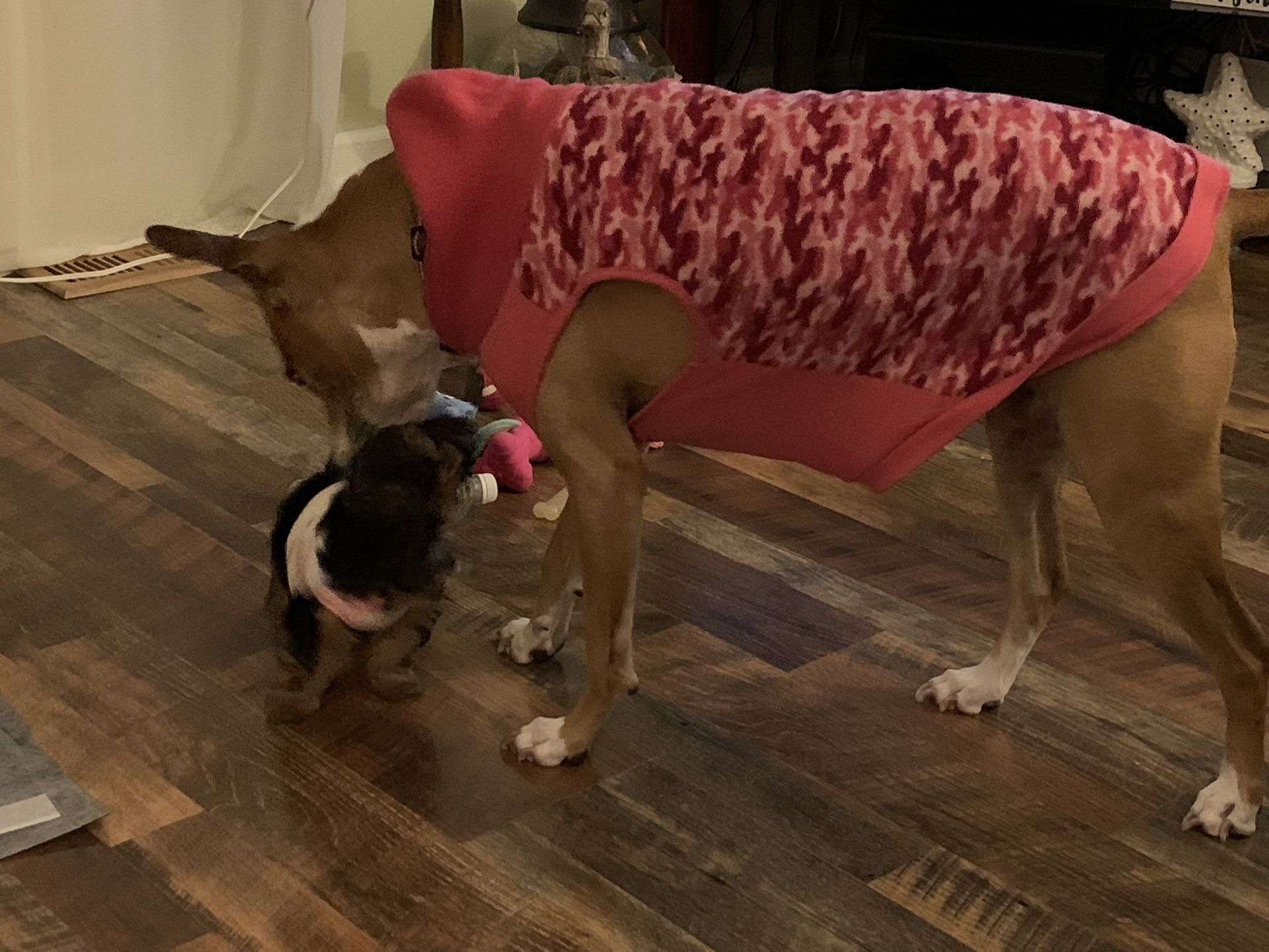 Dog Sweaters
