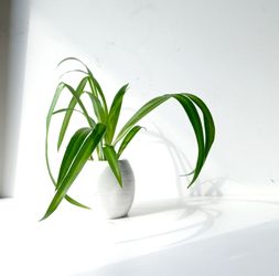 Wide Leaf Global Green Spider Plant/ Indoor Plant/ House Plant/ Flower Patio Garden