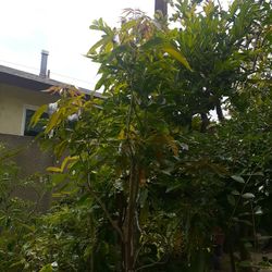 Arbol de sapote Blanco,o dormilon Muy dulce.