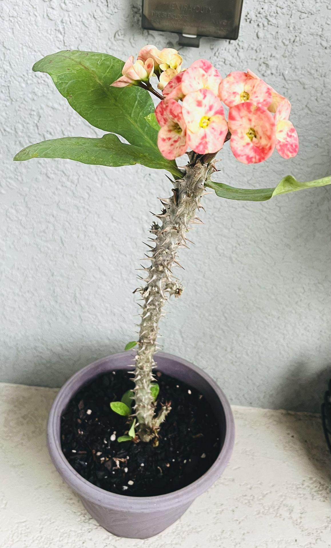 Large  Flower  Crown Of  Thorns Plant 