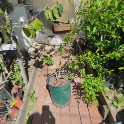 Pomegranate Tree
