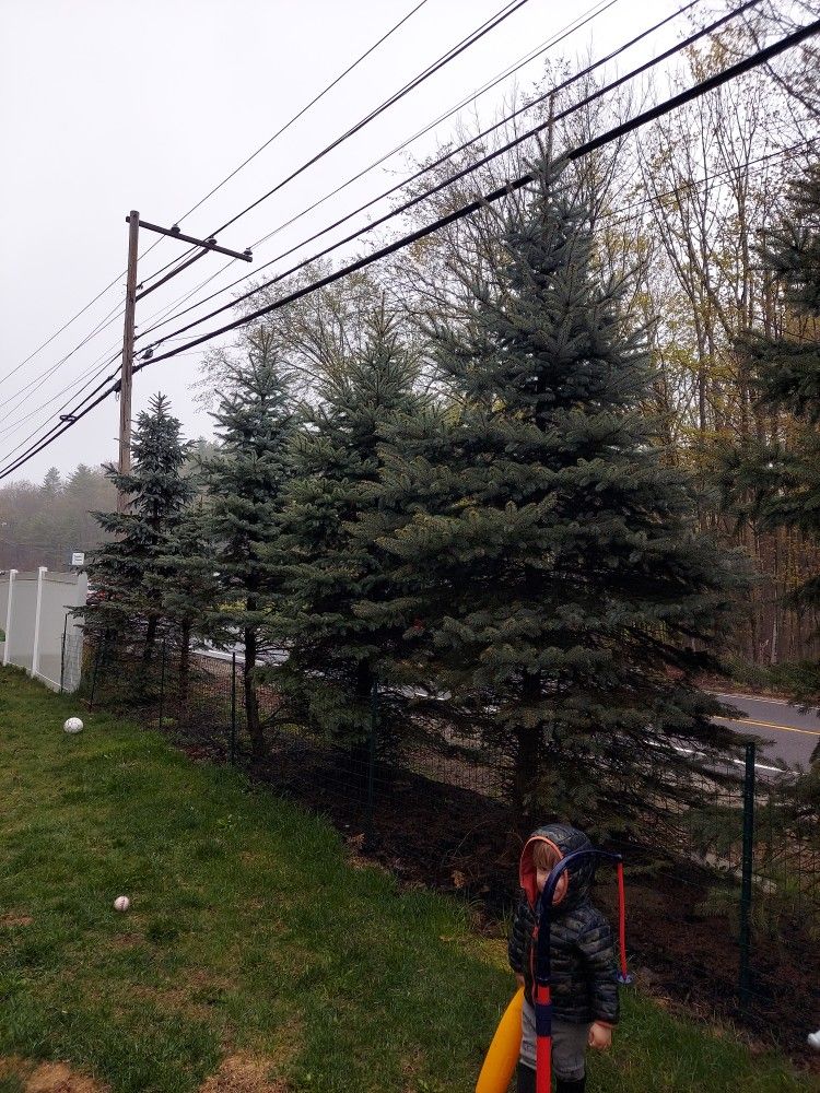 Free Blue Spruce - With Removal