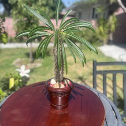 Very Healthy Madagascar Palm Tree In Beautiful Ceramic Vase 