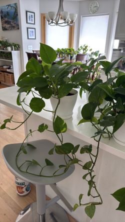 Healthy Pothos Plants – Green & Golden Variegated – 5 Available