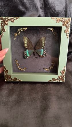 Framed Real Butterfly Shadow Box Display