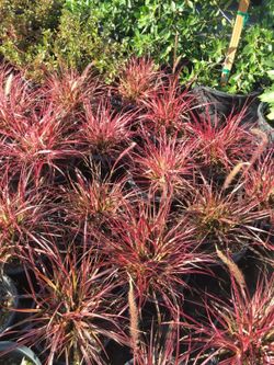 Fountain grass (fireworks)
