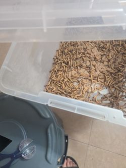 Super worms