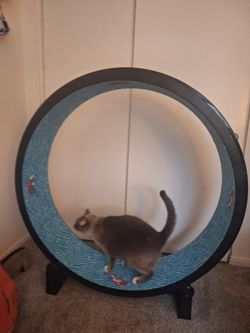 Cat wheel