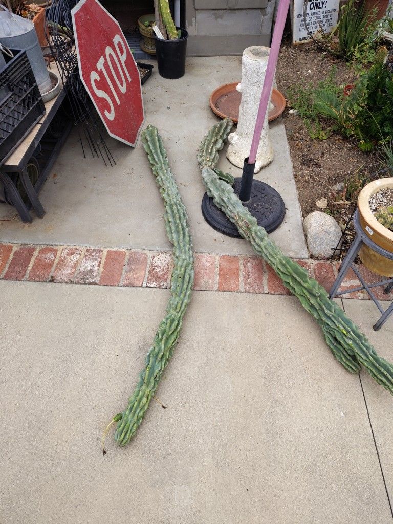 4 To 5 Foot Cuttings $100 Ea