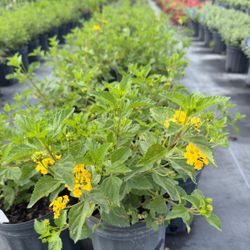 💛 Plant: Lantana Gold
