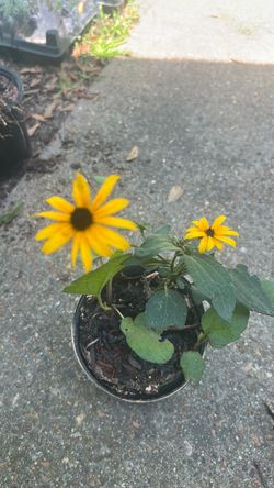 Plants