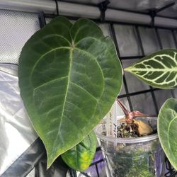 Anthurium Doc Block X Pap