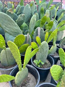 Spineless Prickly Pear Cactus - Opuntia Ficus Indica - Edible Arbolitos De Nopales (18-36" in.) 🌵