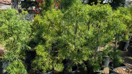 Podocarpus