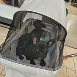 Dog Stroller