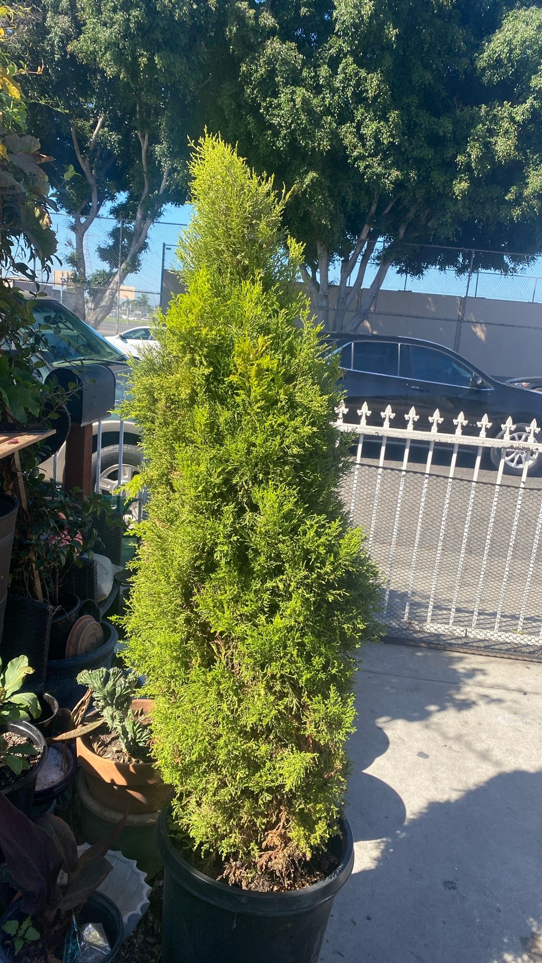 Arbolvitae-thuja Pine.  6 Feet 
