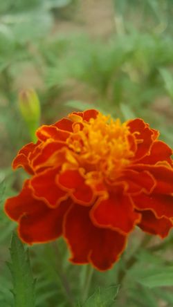 Annual marigold flower plants
