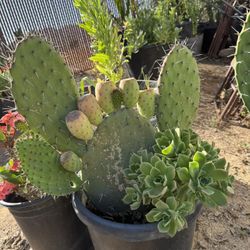 Mexican Nopales Plant 