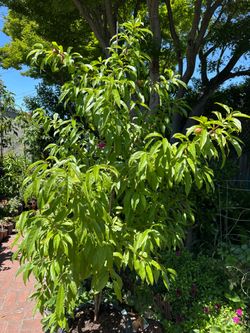 Peach tree