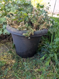 Potted Plant