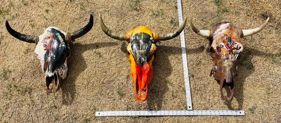 Three southwest Indian hand painted Cowskulls for sale