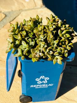 Succulent Plant in Mini Republic Services Bin