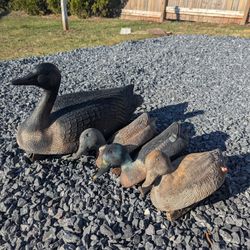Mallard Decoy Ducks
