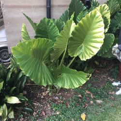 ELEPHANT EAR CHRISTMAS SALE