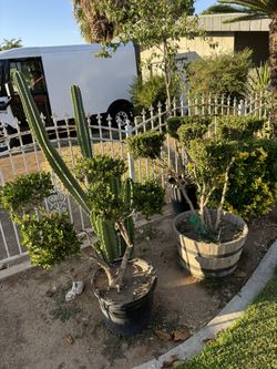 Boxwood To Piary Plant